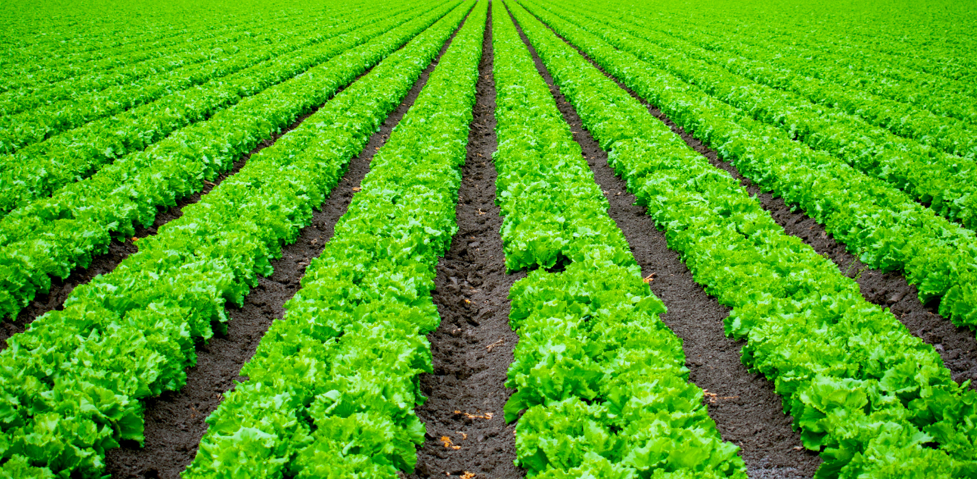 Antecipação de Produção